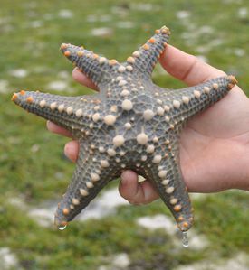 Starfish-10.jpg
