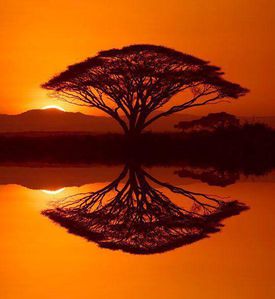 arbre-reflet-oranges-coucher-soleil-effleure.jpg