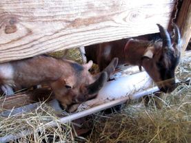 ferme 009