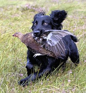 Spaniel