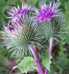 Les feuilles et les racines fraîches de Bardane (Arctium majus ou Arctium lappa) sont utilisées comme dépuratif.