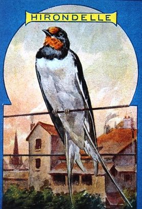 Le-Petit-Livre-des-Oiseaux-7.JPG