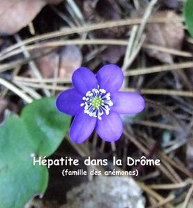 hepatique.jpg