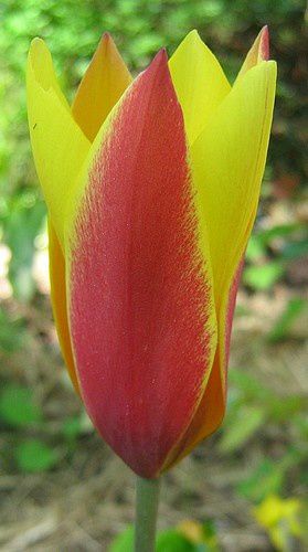 tulipa-clusiana-8-mai-09.jpg