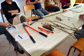 Taille-fruitie-2011 0733