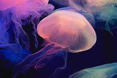 meduse-2.jpg