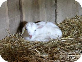Puy du Fou 5