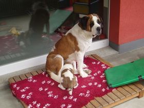 Maman et bébé St-bernard