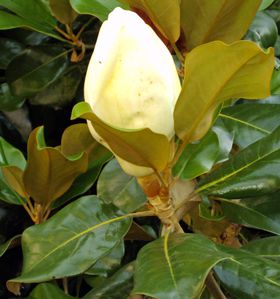 magnolia 4