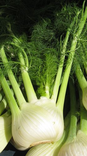 fennel1.jpg