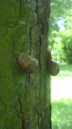 ESCARGOTS