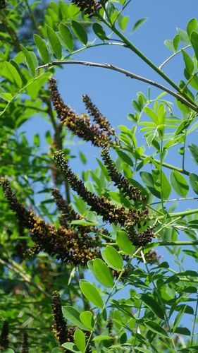 amorpha-fruticosa-2.jpg