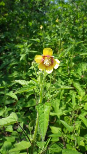 abutilon-theo-medikus.JPG