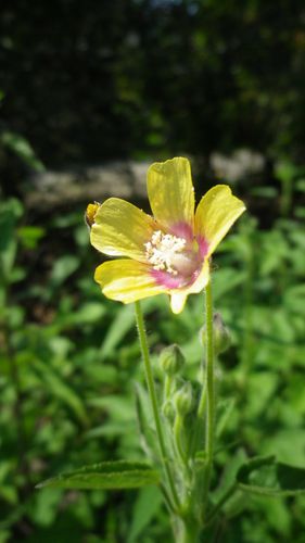 abutilon-theophrasti.JPG