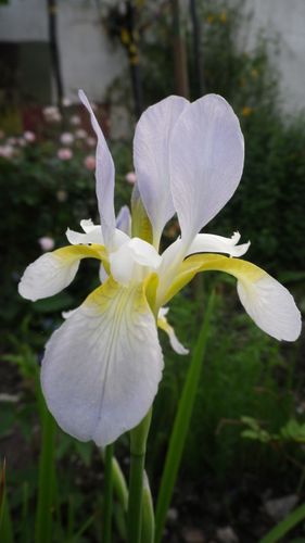 iris-sibirica-summer.JPG