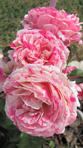 jardin-8689.JPG