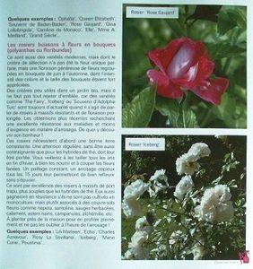J-ai-de-beaux-rosier-2.JPG