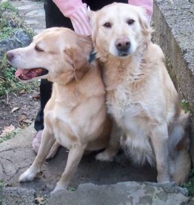 CHIENS-Tango-et-Cash-assassines-AA.jpg