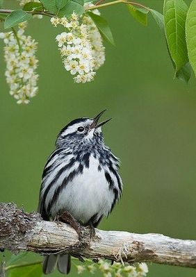saison-printemps-oiseau-floraison.jpg