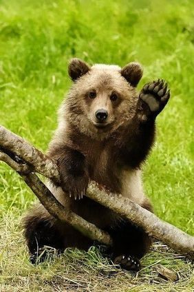 animal-ours-salut.jpg