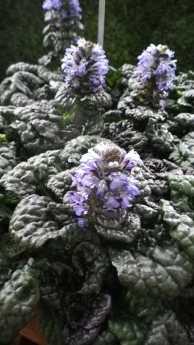 ajuga-crispa-metallica-copie-1.JPG