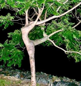 l-arbre-qui-dance.jpg