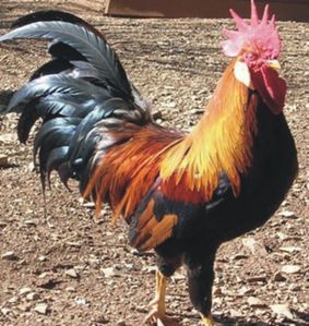 Coq