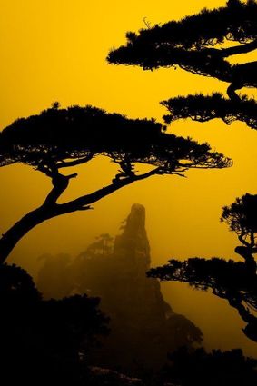 foret arbre or