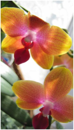 sous-les-orchidees.jpg