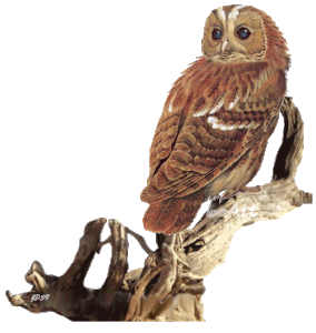 hibou1
