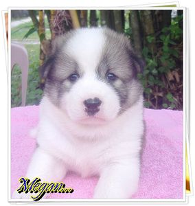chiot-thai-bangkaew-bebe