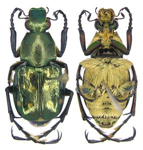 Epitrichius elegans2