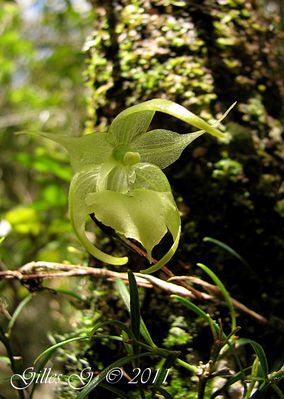 5 Itremo - Aeranthes sp'