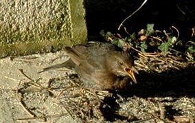 Nourrir-les-oiseaux 0005