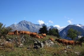 Vaches-tarines 3419 1 1