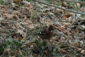 Nourrir-les-oiseaux 0047