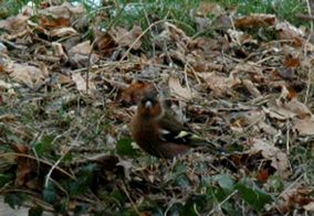 Nourrir-les-oiseaux 0044