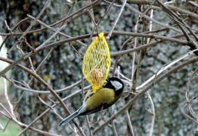 Nourrir-les-oiseaux 0346