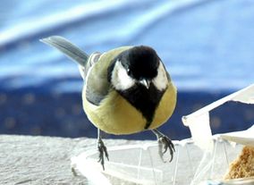 Nourrir-les-oiseaux 1463