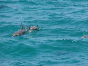 ningaloo reef dolphins