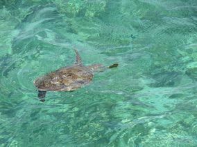 ningaloo reef turtles