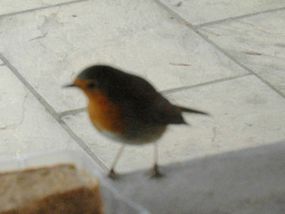 Nourrir-les-oiseaux-0038.jpg