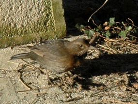 Nourrir-les-oiseaux 0003