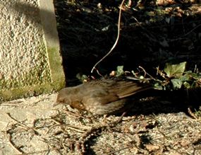 Nourrir-les-oiseaux 0002
