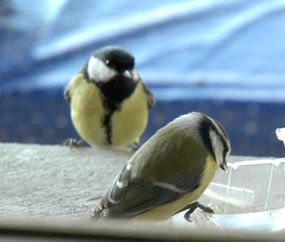 Nourrir-les-oiseaux 1457