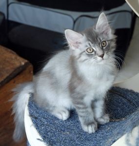 FEANOR 060820100001
