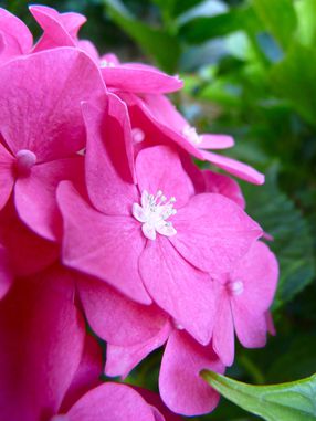 fleurs2.jpg