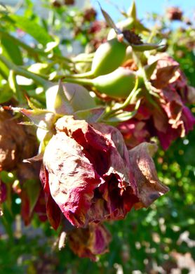 roses11.jpg