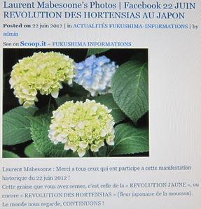 010r Fukushima-informations - Hortensias