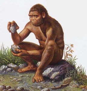 homo habilis 003